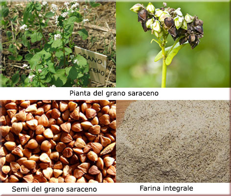 grano-saraceno