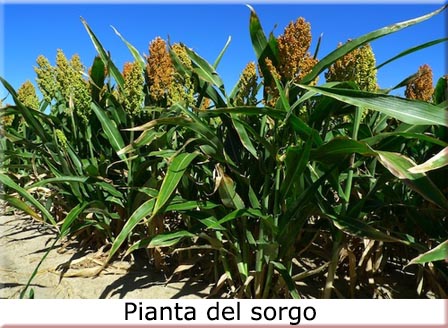 sorgo