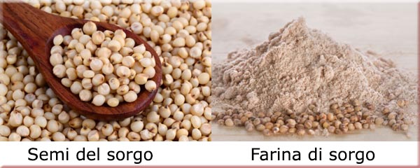 sorgo2