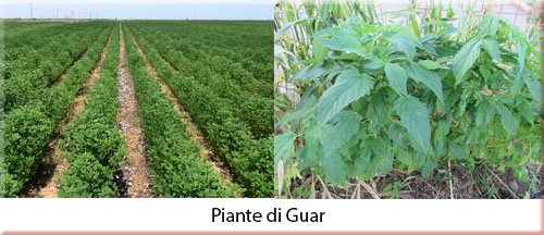 guar1